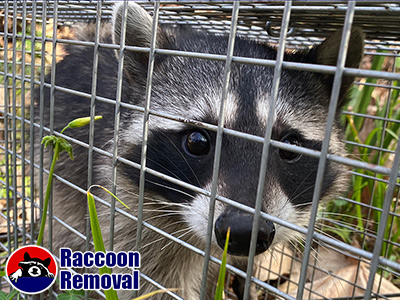 Fort Worth raccoon trapping